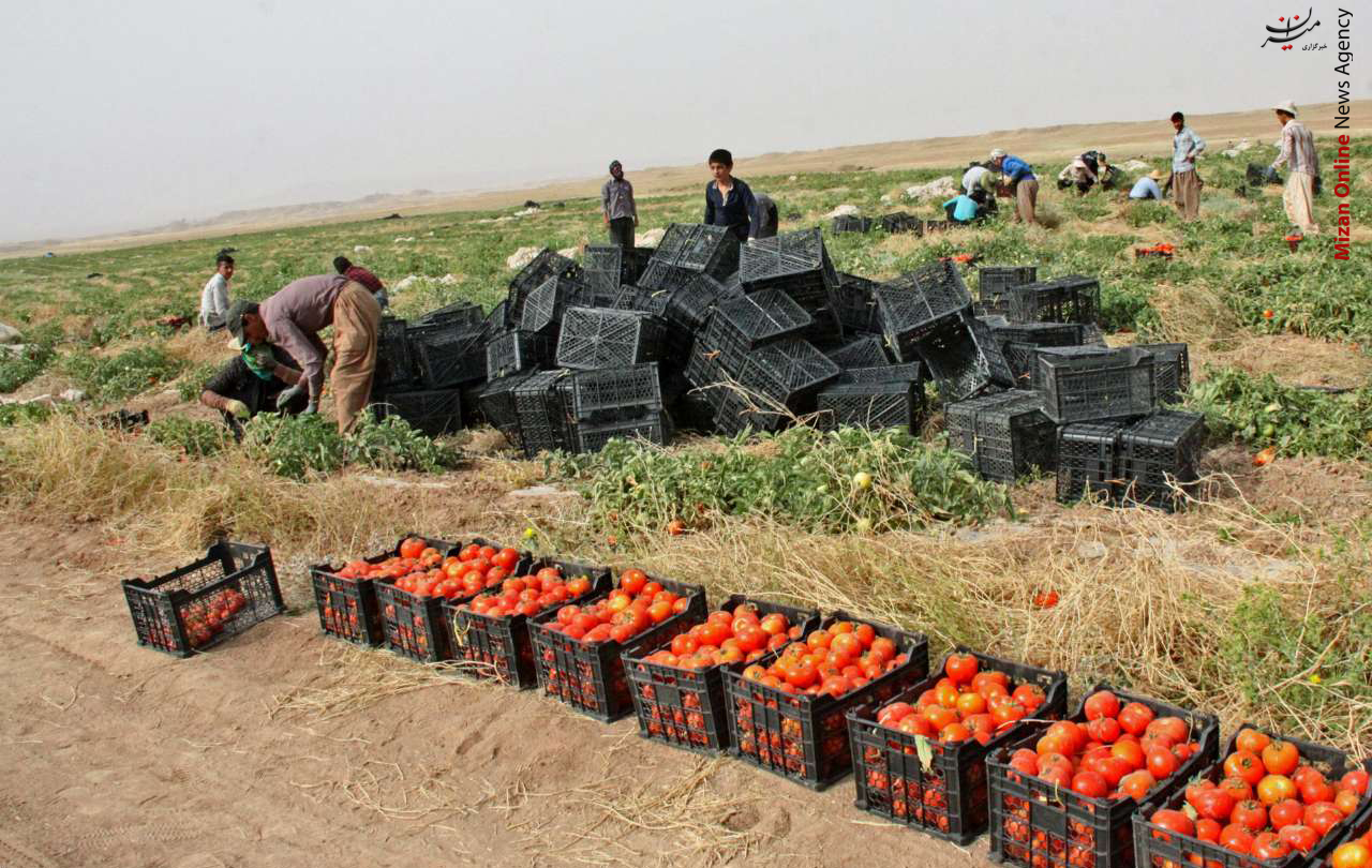برداشت گوجه فرنگی از مزارع شهرستان مرزی +عکس