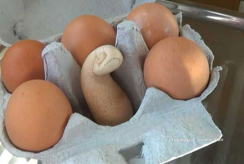 تخم مرغ عجیب و غریب تخم مرغ عجیب و غریب