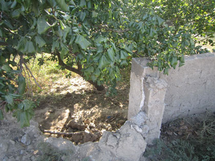 جوان 24 ساله خودش را از درخت گردو حلق آویز کرد جوان 24 ساله خودش را از درخت گردو حلق آویز کرد