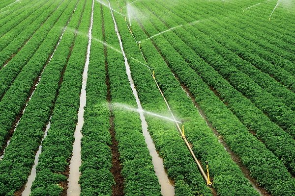 الگوی کشت، حلقه مفقوده در بخش کشاورزی / تصمیم جدی برای اجرای الگوی کشت اتخاذ نشده است
