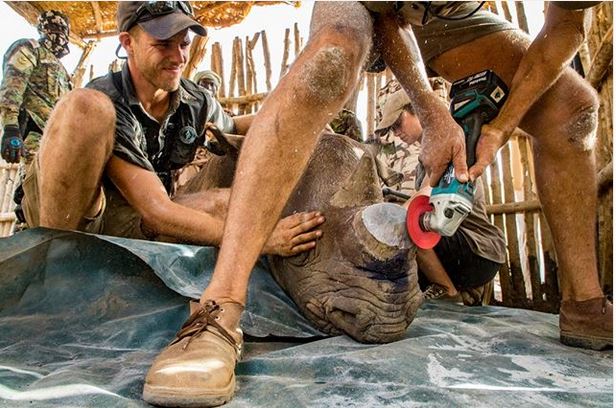 لحظه بریدن شاخ کرگدن + عکس لحظه بریدن شاخ کرگدن + عکس