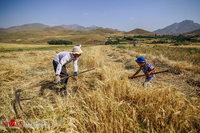 خودکفایی محصول استراتژیک گندم برای سومین سال پیاپی/ لزوم حمایت دولت خودکفایی محصول استراتژیک گندم برای سومین سال پیاپی/ لزوم حمایت دولت