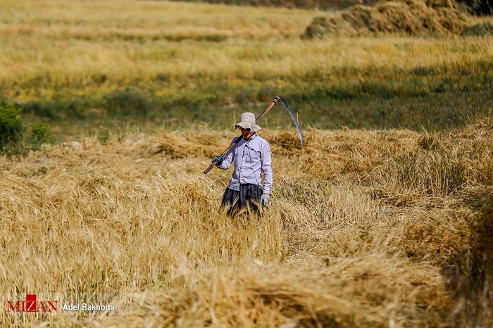 خودکفایی محصول استراتژیک گندم برای سومین سال پیاپی/ لزوم حمایت دولت خودکفایی محصول استراتژیک گندم برای سومین سال پیاپی/ لزوم حمایت دولت