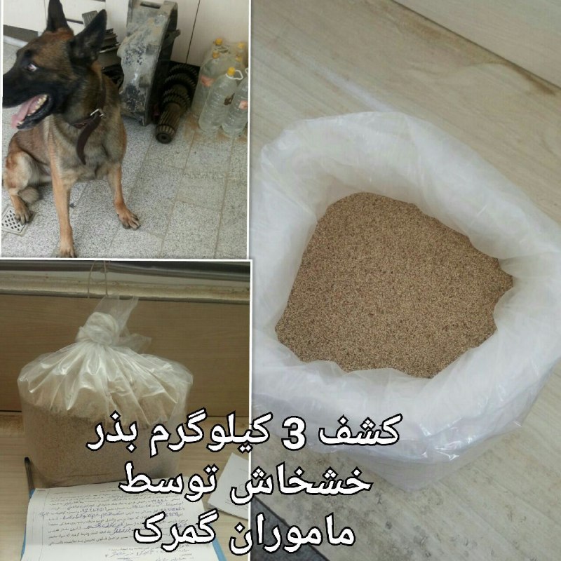 ۳ کیلوگرم بذر خشخاش کشف شد