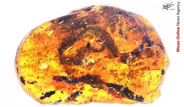 کشف فسیل بچه ماهی از دوران زندگی دایناسورها+ عکس