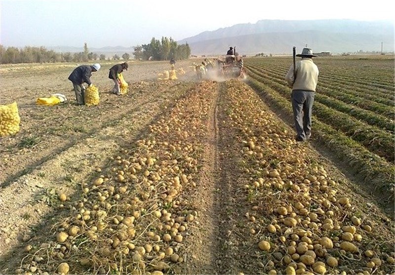 سیب زمینی‌هایی که خریدار ندارد