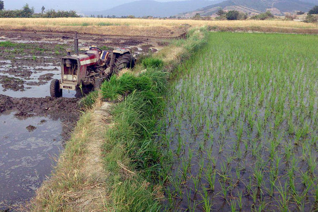 ممنوعیت کشت دوم شالی در مازندران با آب زیرزمینی