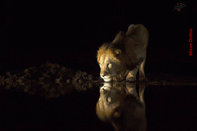آب خوردن شیر‌ها در شب‎ +عکس
