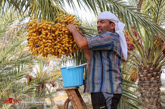 عرضه مستقیم راهکاری برای کوتاه کردن دست دلالان
