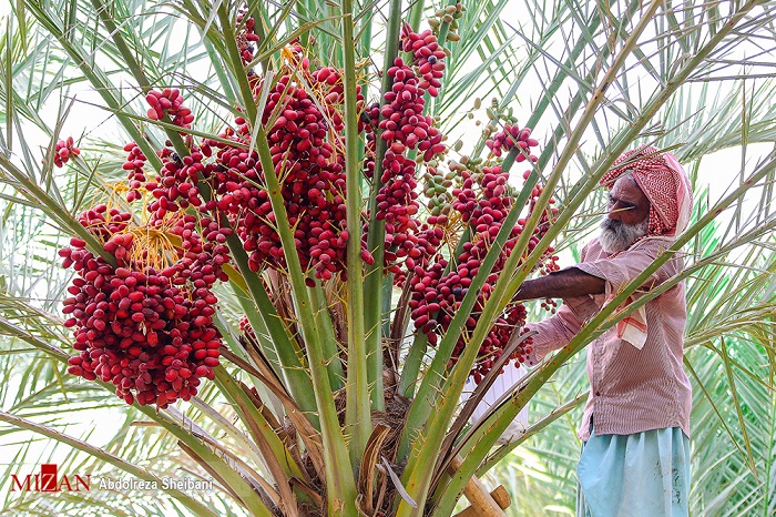 عرضه مستقیم راهکاری برای کوتاه کردن دست دلالان