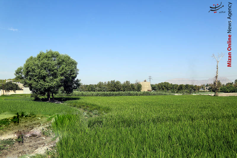 برنجکاری روایتی تصویری از اتفاقات روز گذشته/قهرمانی غواصان ایران در مسابقات نظامیان جهان