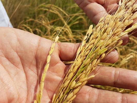 موفقیت سازمان انرژی اتمی در تولید برنج متحمل به شوری