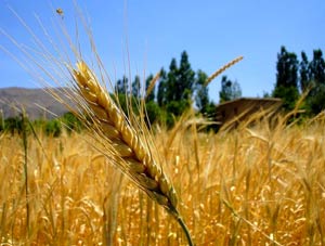 خرید تضمینی گندم به ۹ میلیون تن رسید