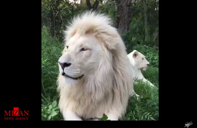 نمایی از زندگی مشترک یک زوج شیر کمیاب! +فیلم نمایی از زندگی مشترک یک زوج شیر کمیاب! +فیلم