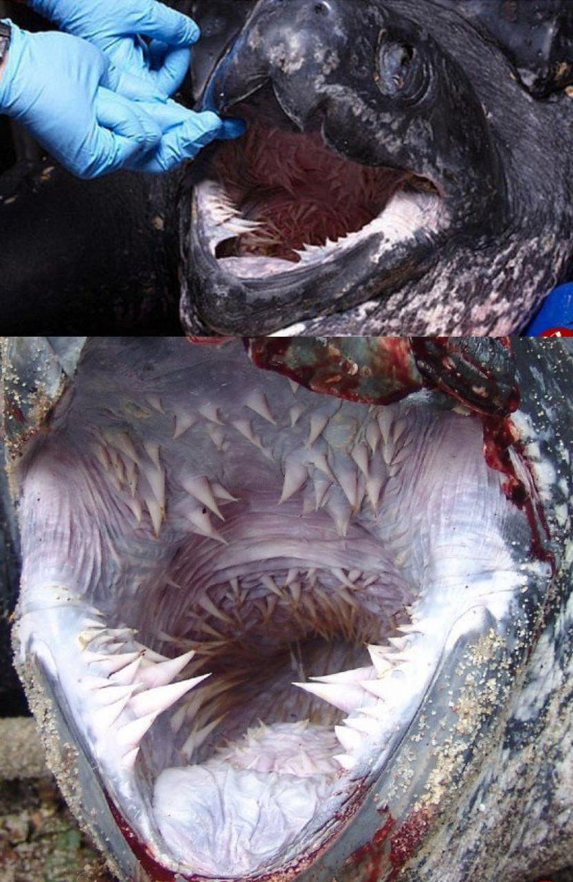 دندانهای عجیب لاکپشت دریایی +عکس دندانهای عجیب لاکپشت دریایی +عکس