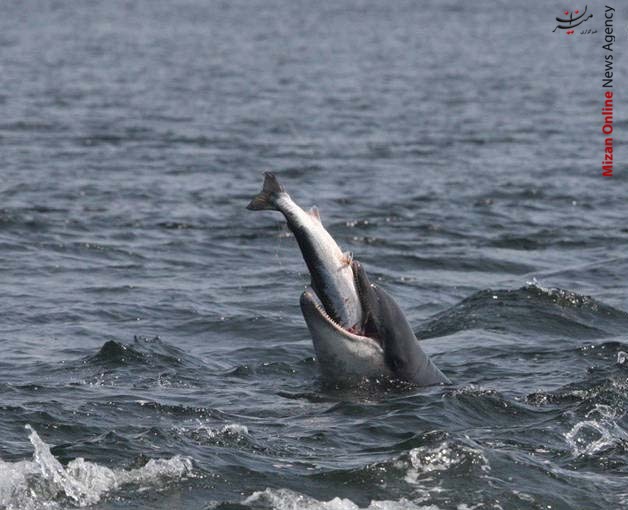 نبرد مرگ و زندگی در حیات وحش نبرد مرگ و زندگی در حیات وحش +عکس
