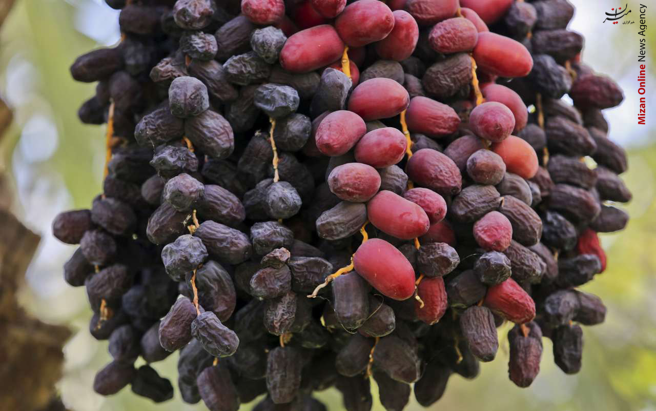 برداشت خرما از نخلستانهای باغ دشت بم برداشت خرما از نخلستانهای باغ دشت بم +عکس