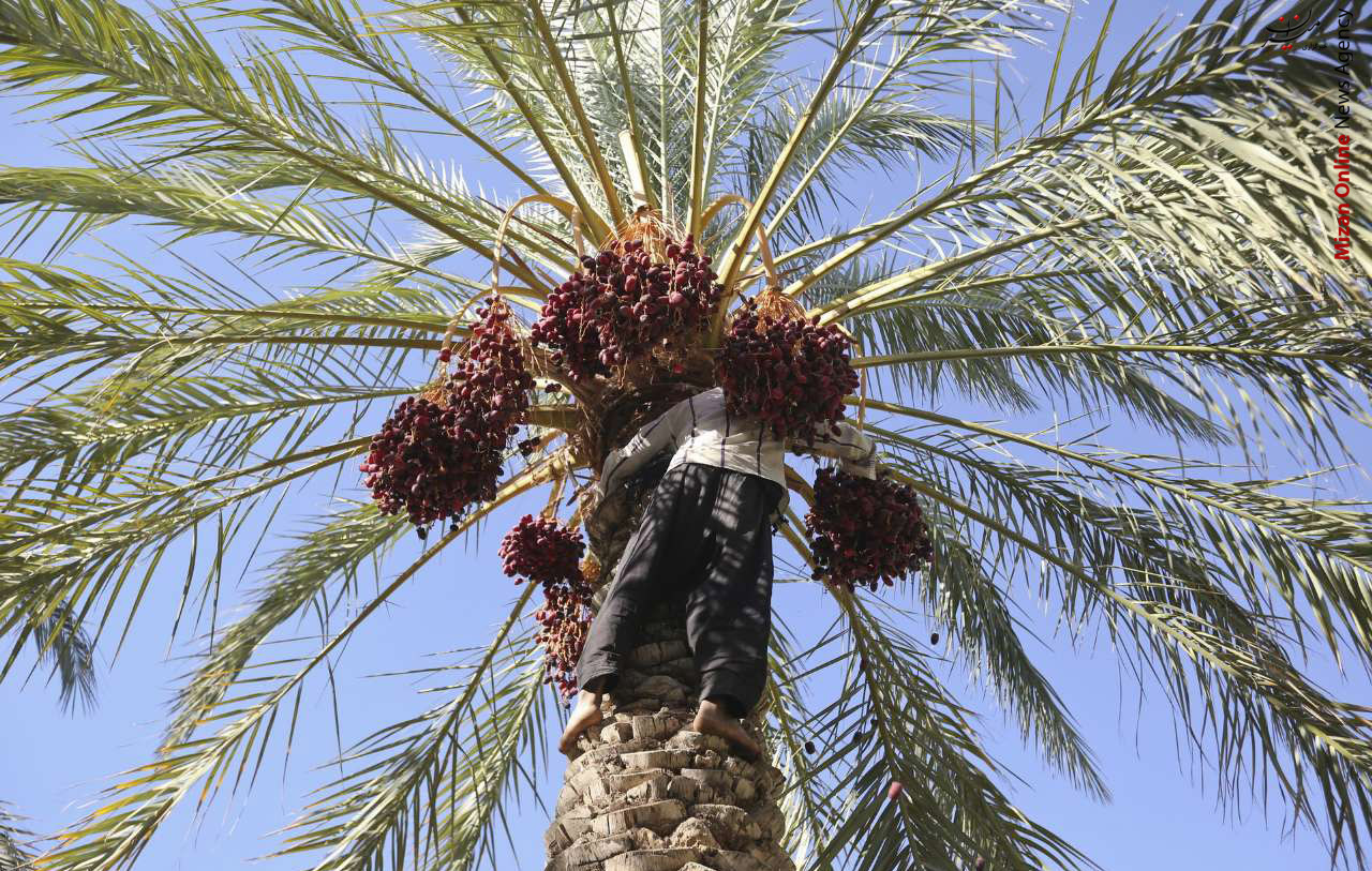 برداشت خرما از نخلستانهای باغ دشت بم برداشت خرما از نخلستانهای باغ دشت بم +عکس