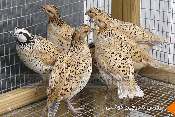 راه اندازی پرورشگاه بلدرچین با سرمایه ۱۰ میلیون تومانی/ اشتغال زایی غیر مستقیم برای ۱۵۰ نفر
