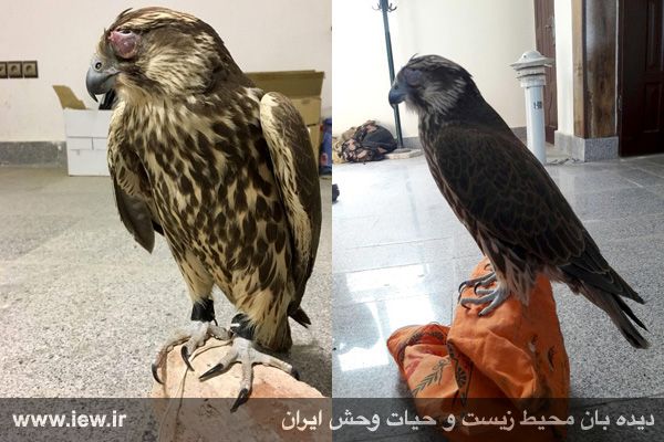 کشف یک بالابان از قاچاقچیان پرندگان شکاری درگز +تصاویر کشف یک بالابان از قاچاقچیان پرندگان شکاری درگز +تصاویر