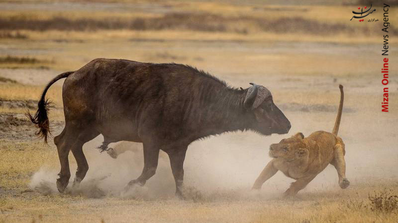 حمله خانوادگی سلطان حمله خانوادگی سلطان +عکس