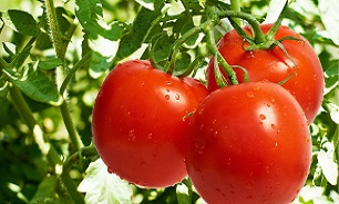 چرایی افزایش قیمت گوجه/ صادرات مدیریت شود
