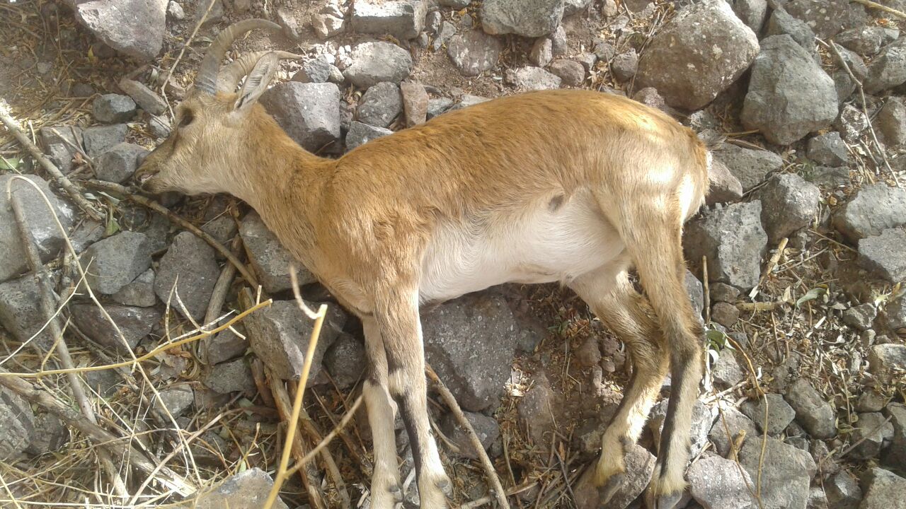 شیوع بیماری طاعون نشخوارکنندگان کوچک در منطقه شکار ممنوع طالقان شیوع بیماری طاعون نشخوارکنندگان کوچک در منطقه شکار ممنوع طالقان