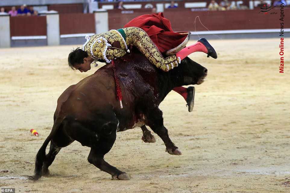 مراسم گاو بازی در اسپانیا و زخمی شدن گاو باز+عکس مراسم گاو بازی در اسپانیا و زخمی شدن گاو باز+عکس