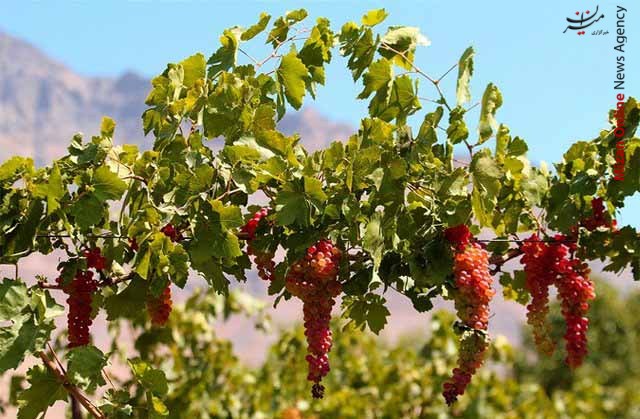 برداشت انگور زیرآب رفتن ۱۵۰خانه در دهستان ضیابر صومعه سرا/ تولید ۲۳ هزار تن چای خشک/ تولید بیش از ۸۰۰۰ تن گیاه دارویی در لرستان