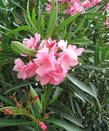 گلی که باعث سکته قلبی می‌شود +عکس