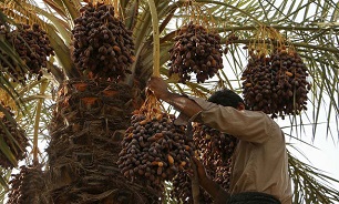 آغاز برداشت مرغوبترین خرمای جهان آغاز برداشت مرغوبترین خرمای جهان/ غنیتر از جنگلهای اروپا، اما در حال انقراض! / افزایش تولید روغن زیتون ایرانی/ سیبزمینی پاییزه همدان قیمتها را کاهش میدهد