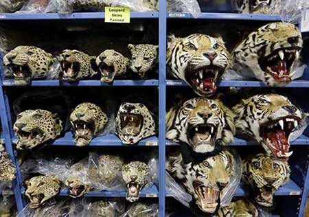 بزرگترین انبار بقایای حیوانات قاچاق در دنیا بزرگترین انبار بقایای حیوانات قاچاق در دنیا