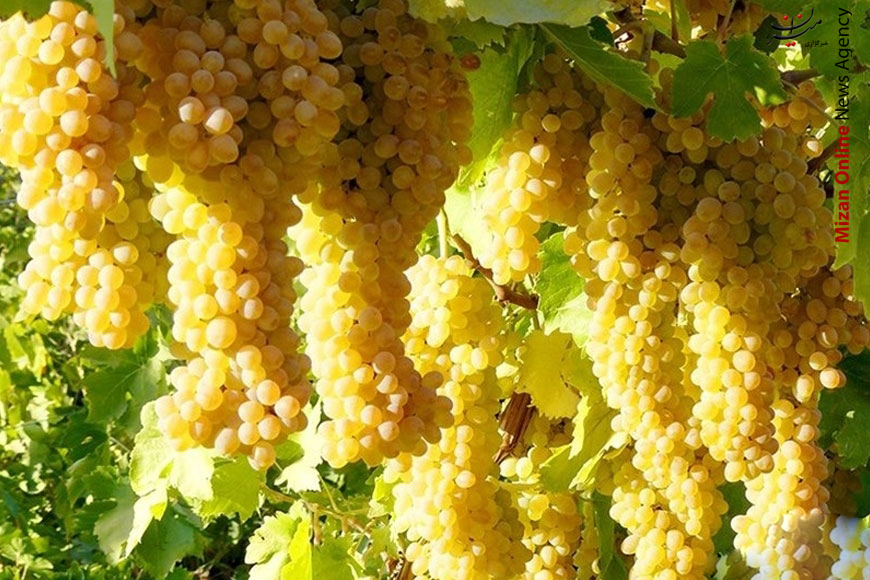 علایم فقر آهن در کودکان چیست؟/۵ مرحله ساده برای کاهش وزن ۲۰ کیلویی/ با مصرف روزانه ۱۰ گیاه نگران مشکلات کلیوی نباشید