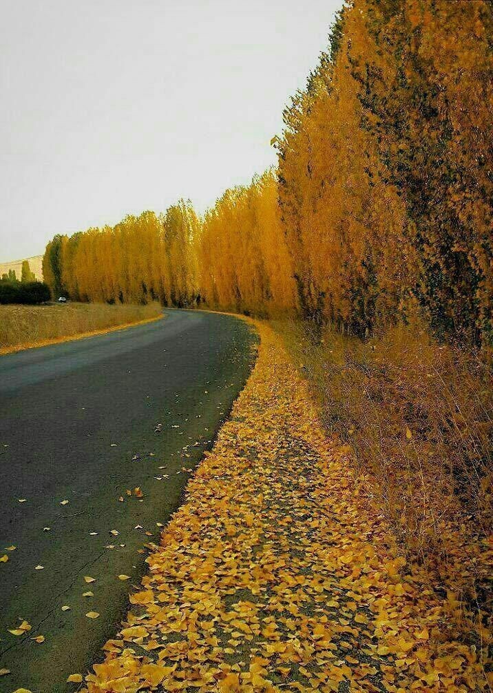زیبایی پاییز در جاده اشنویه +عکس زیبایی پاییز در جاده اشنویه +عکس