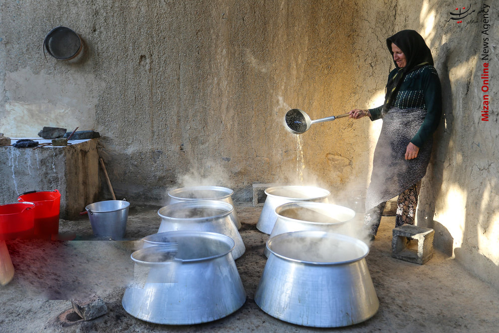 برداشت انگور و تولید کشمش برداشت انگور و تولید کشمش و شیره در ملایر +عکس