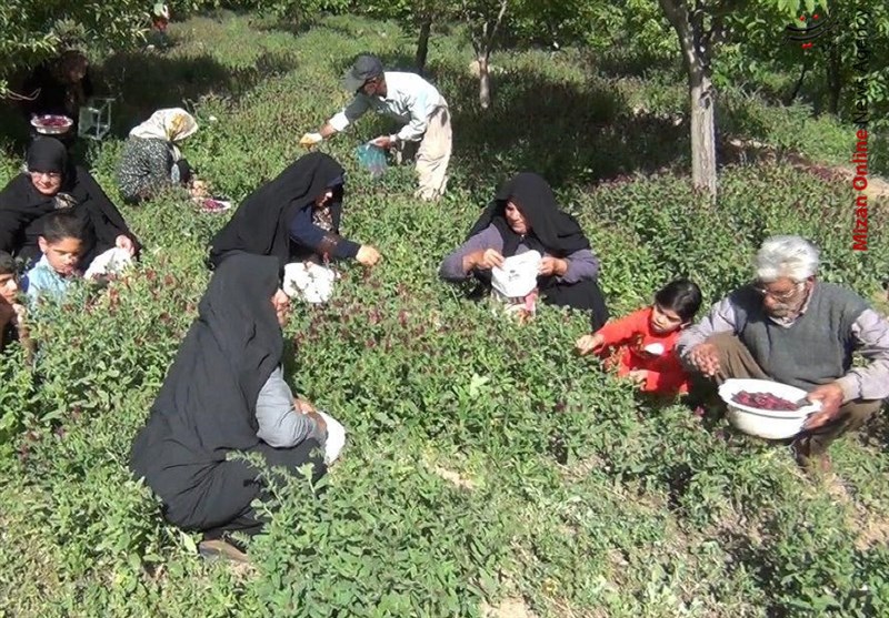 دهکده دارویی خسارت ۷۰۰ میلیارد ریالی سیل به راهها و ابنیه فنی گیلان/ راهاندازی اولین مرکز تحقیقات ابر اشیاء/ نخستین دهکده گیاهان دارویی گرگان احداث میشود/ نذر علوفه برای آهوان منطقه حفاظت شده باشگل