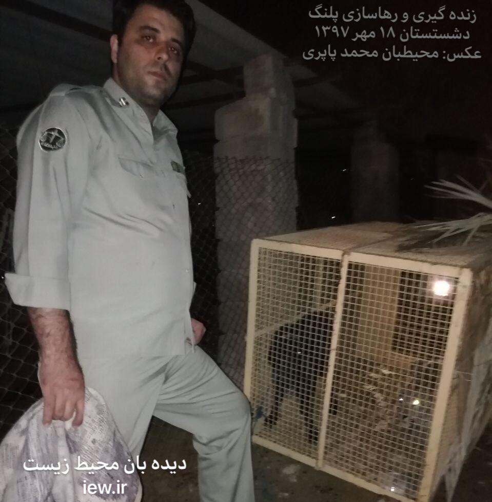 اجرای موفقیت آمیز زنده گیری و رها سازی پلنگی در روستای شکرک