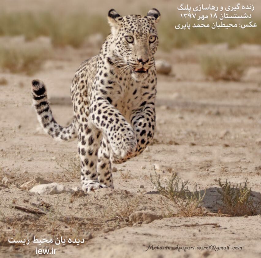 اجرای موفقیت آمیز زنده گیری و رها سازی پلنگی در روستای شکرک