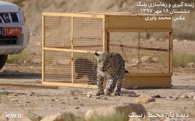اجرای موفقیت آمیز زنده گیری و رها سازی پلنگی در روستای شکرک