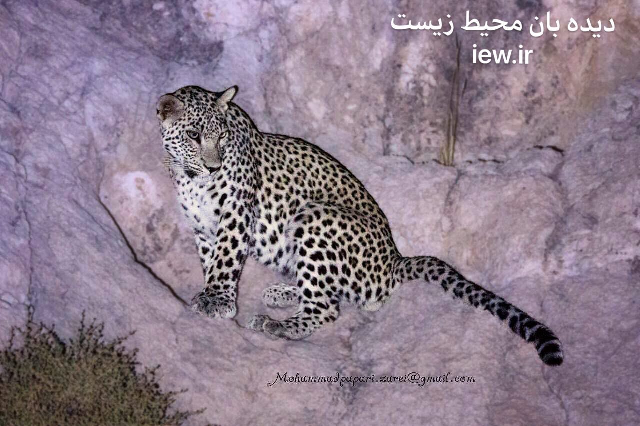 اجرای موفقیت آمیز زنده گیری و رها سازی پلنگی در روستای شکرک