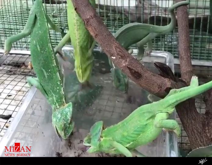 زندگی جالب آفتاب پرستان در یک نگاه +فیلم