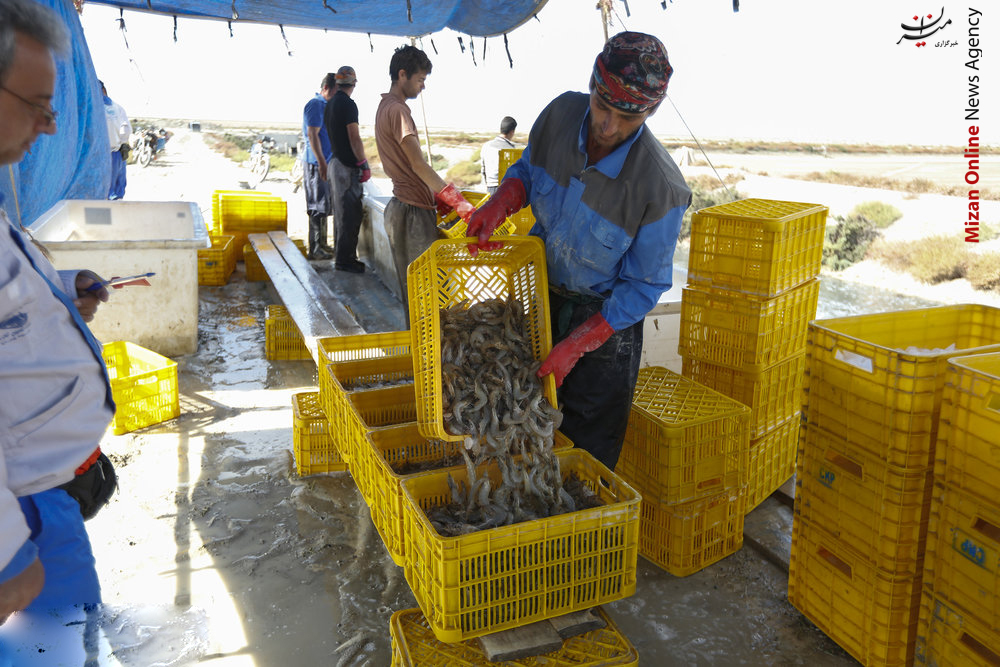 کانال ۲۰ کیلومتری برای پرورش میگو کانال ۲۰ کیلومتری برای پرورش میگو +عکس