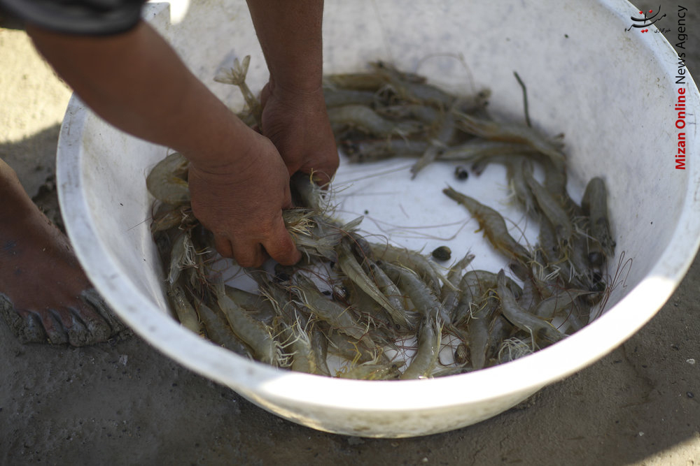 کانال ۲۰ کیلومتری برای پرورش میگو کانال ۲۰ کیلومتری برای پرورش میگو +عکس