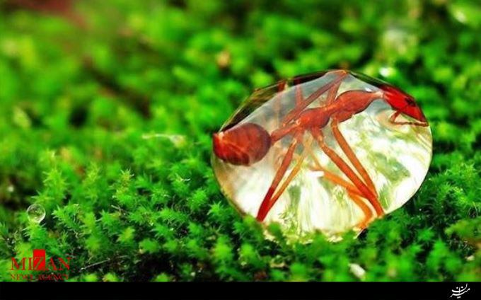 مورچه ای غوطه ور در قطره! +عکس