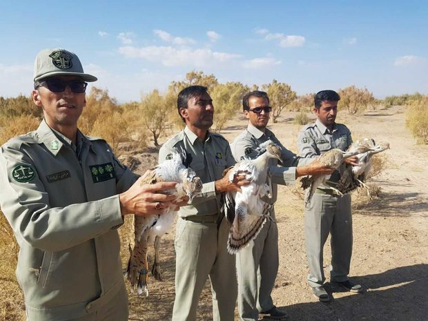 بازگشت چهار پرنده هوبره به آغوش طبیعت بازگشت چهار پرنده هوبره به آغوش طبیعت