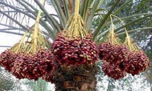 نمونه های الگویی زنجیره ارزش خرما در ۵ استان برتر خرما خیز کشور تشکیل می‌شود