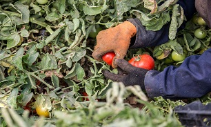 گوجه‌فرنگیِ ارزان شده همچنان گران‌تر از پارسال