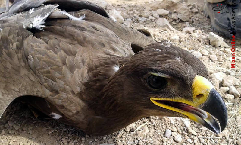 مرگ ۲۷ عقاب در سروستان +عکس