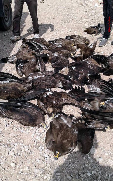 مرگ ۲۷ عقاب در سروستان +عکس