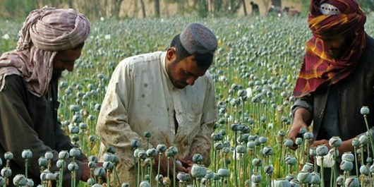 سیگار: کشت